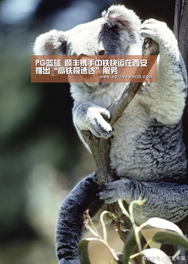 PG篮球